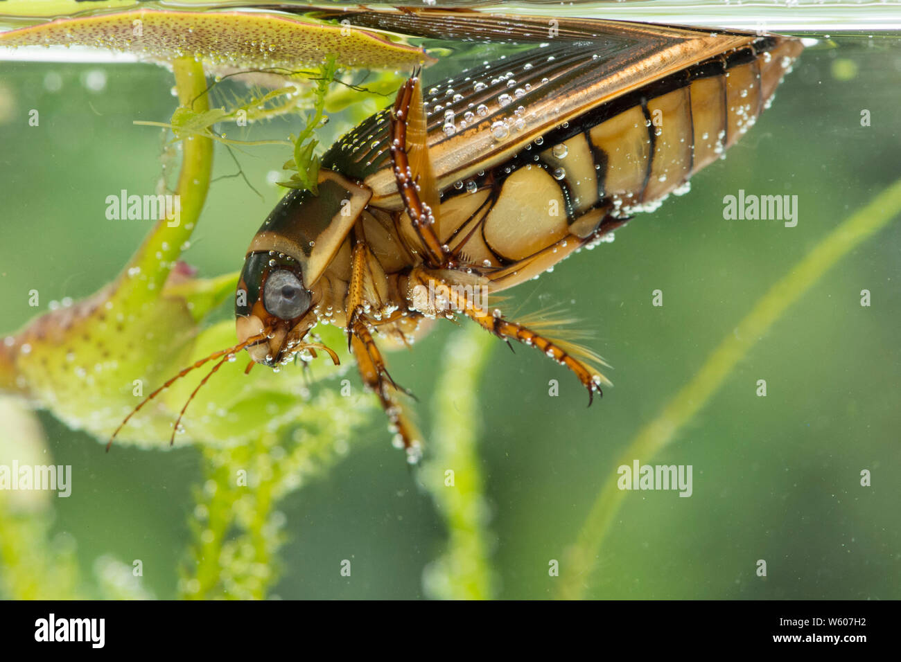 Grande Diving Beetle respirazione a superficie di stagno, sotto l'acqua, Dytiscus marginalis, femmina, Sussex, Regno Unito, Luglio Foto Stock