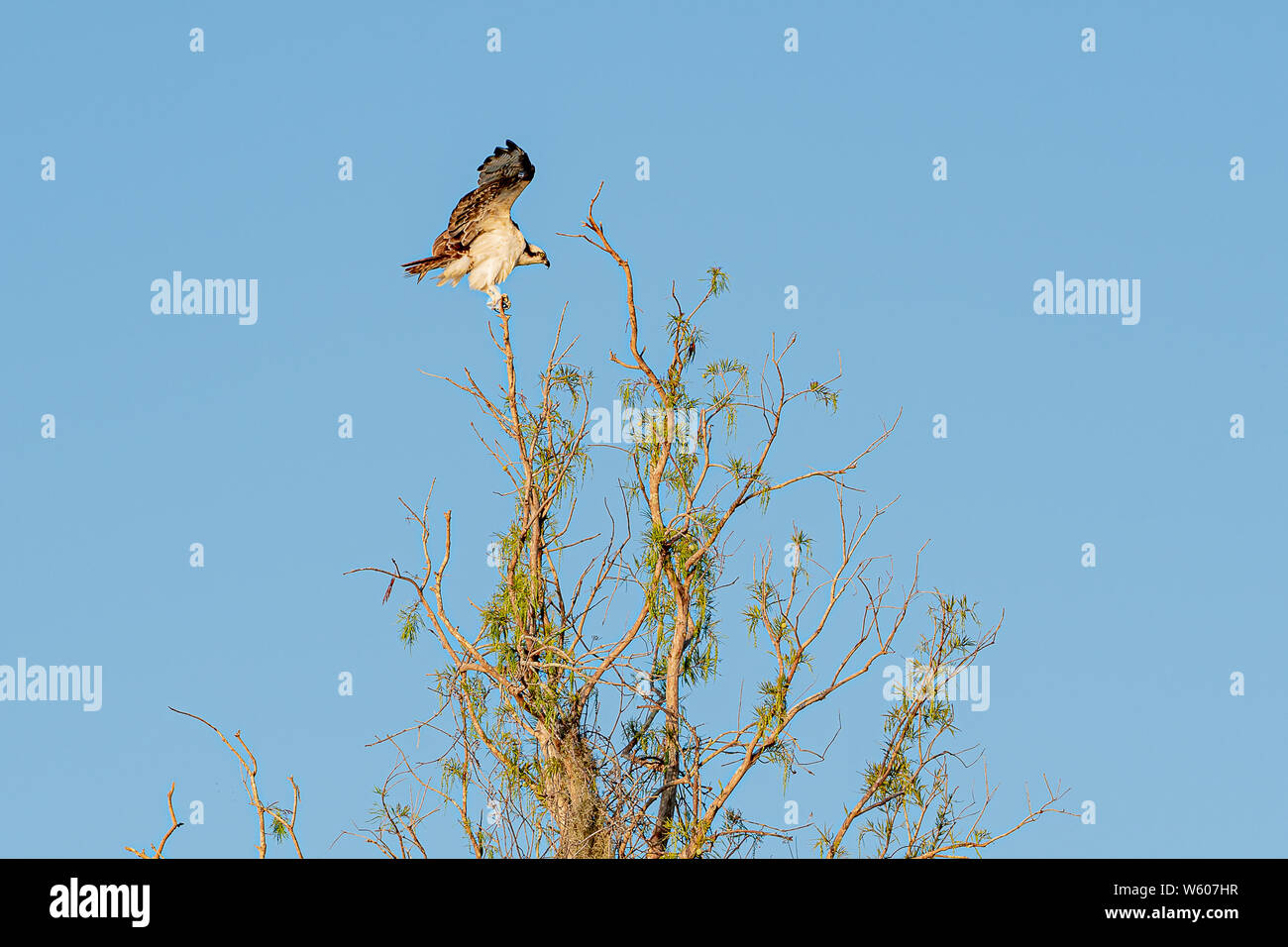 Osprey sbarco un albero di svolazzamento le sue ali cercando di trovare il giusto equilibrio tra Foto Stock