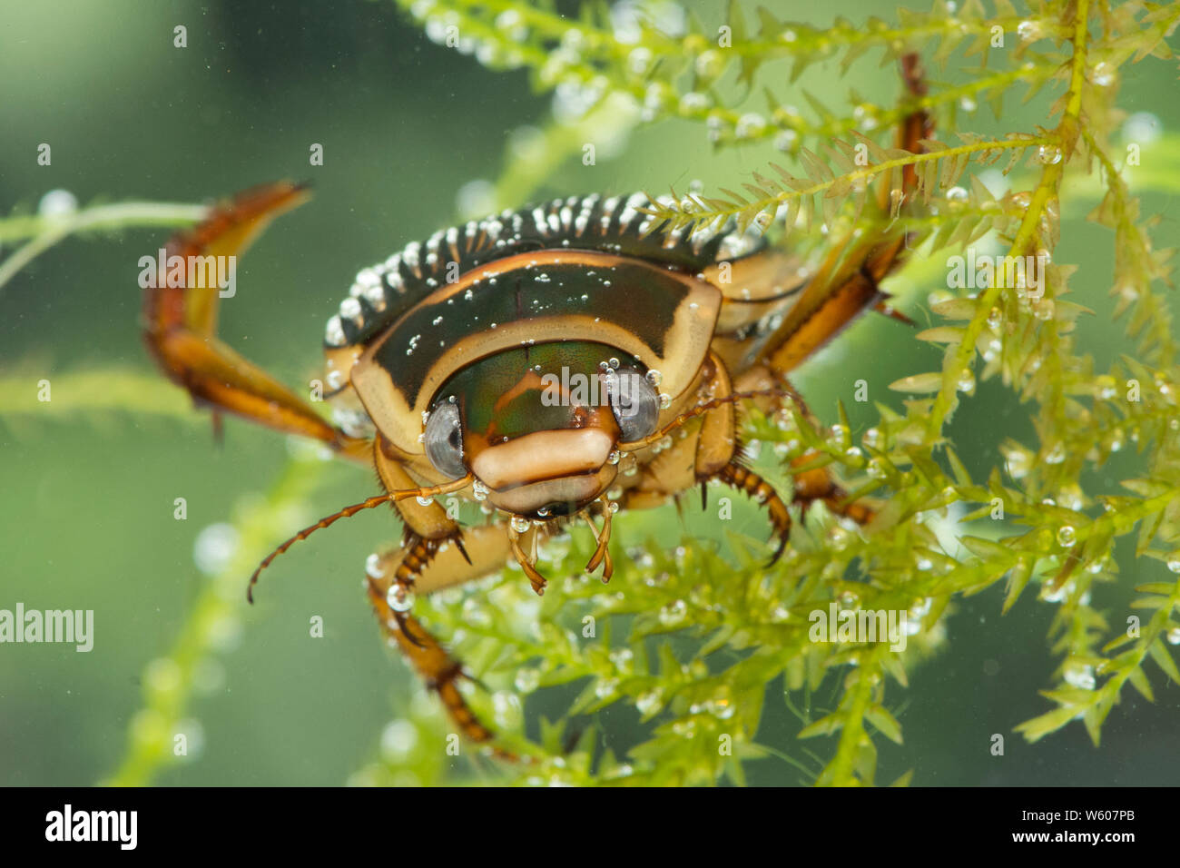 Grande Diving Beetle sotto l'acqua, Dytiscus marginalis, femmina, Sussex, Regno Unito, Luglio Foto Stock