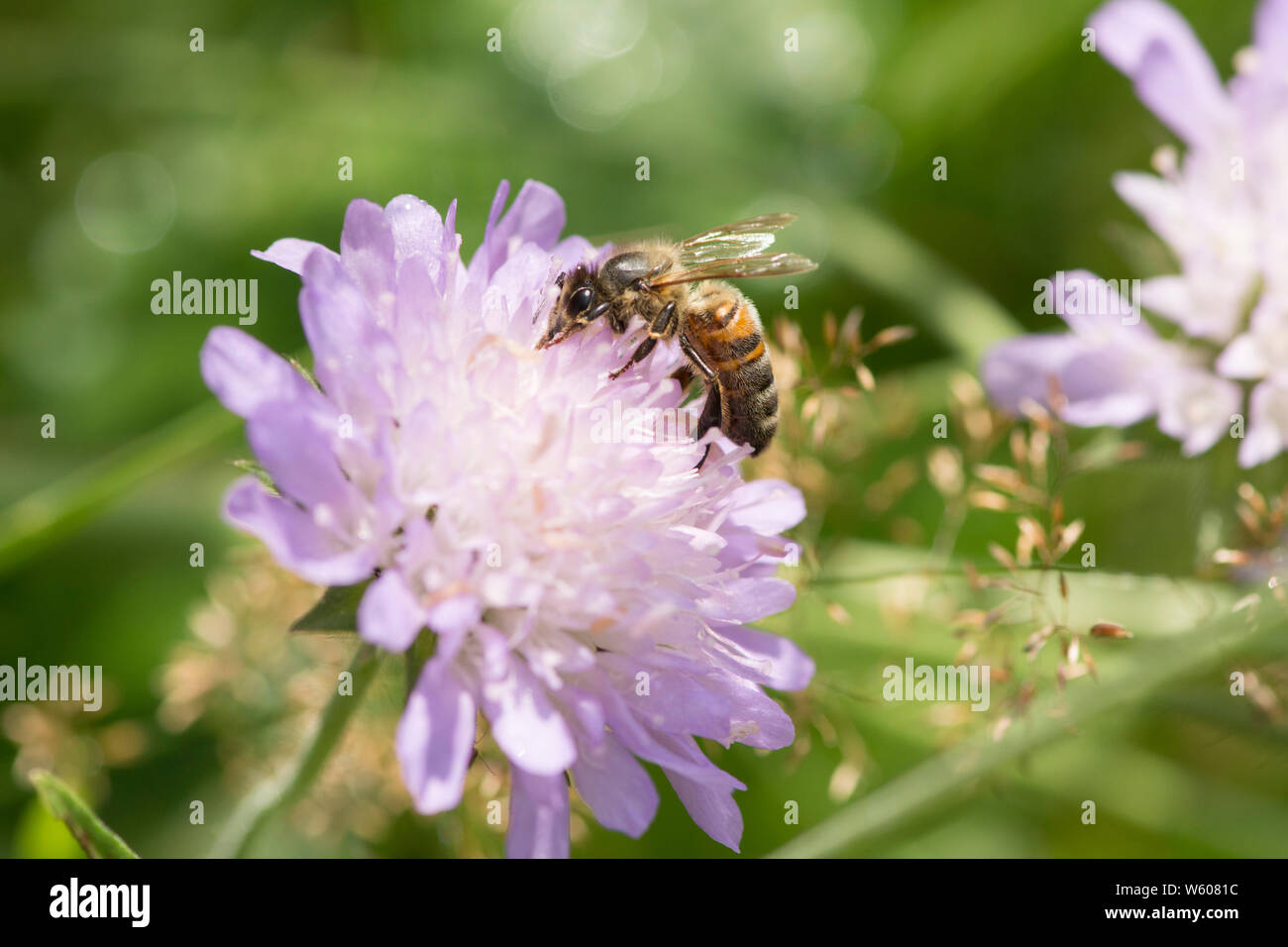 L'alimentazione delle api sul campo scabious, Knautia arvense, Sussex, Regno Unito, Luglio Foto Stock
