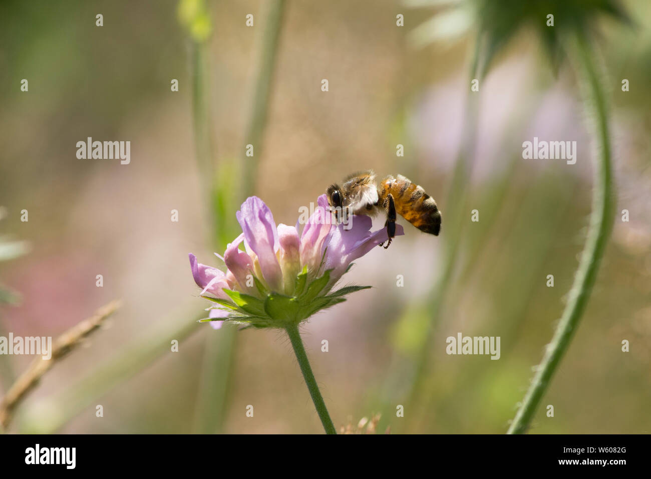 L'alimentazione delle api sul campo scabious, Knautia arvense, Sussex, Regno Unito, Luglio Foto Stock