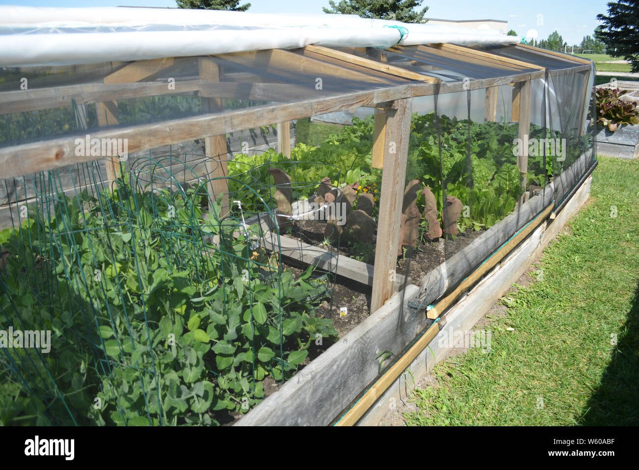 Vivaio di fortuna casa verde nella comunità esterna giardino vegetale Foto Stock