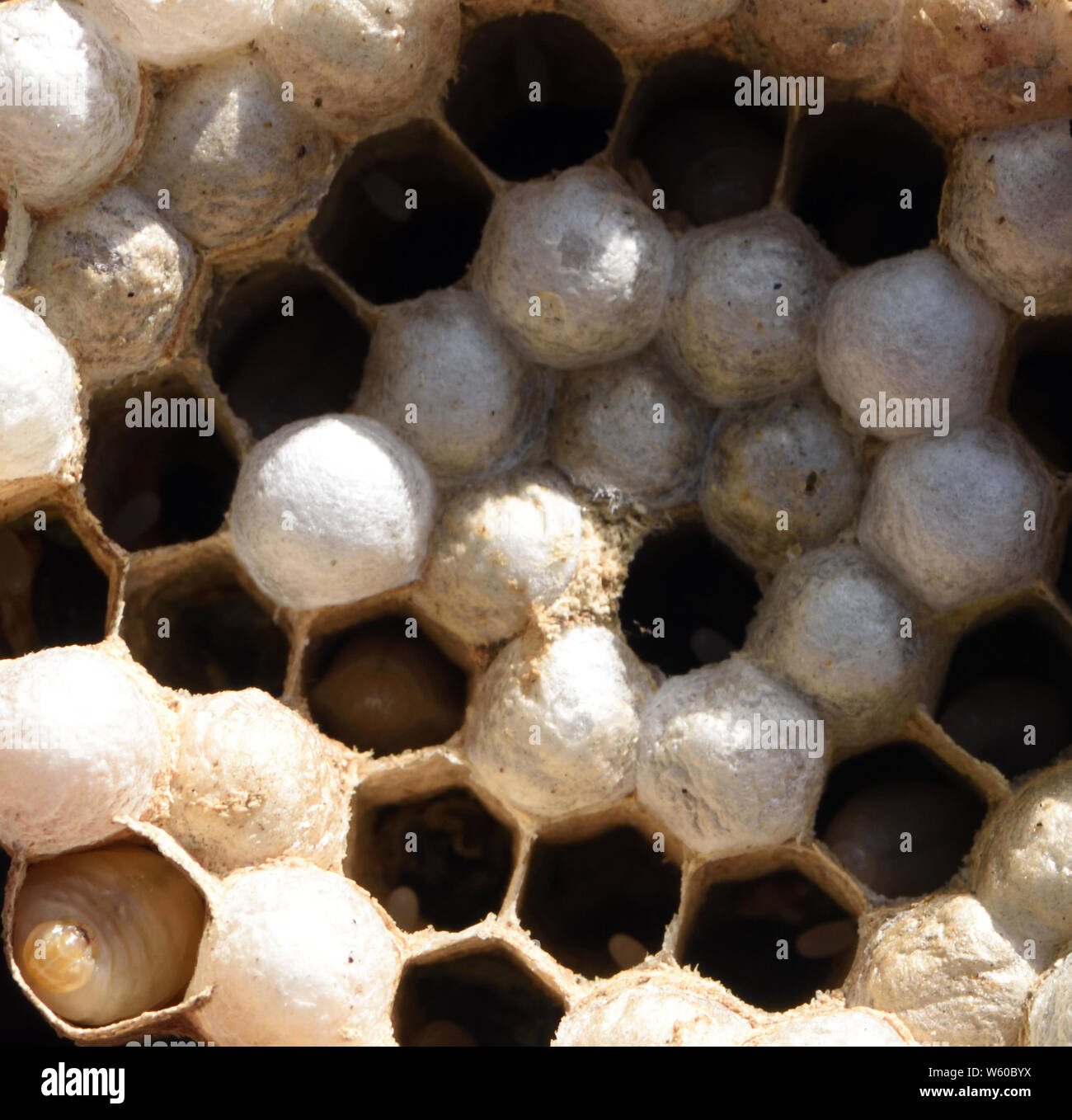 La rottura di una hornet (Vespa crabro) nido rivela le celle esagonali contenenti uova, larve e tappate le celle contenenti larve metamorphosing. Bedgebury Fores Foto Stock