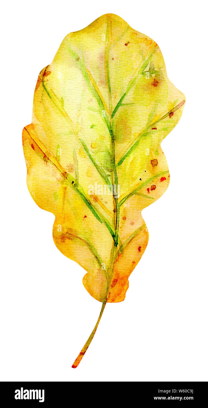 Acquerello autunno foglie di quercia. Una foglia di colore giallo con arancione, verde, marrone, ocra, rosso gocce e spruzzi di colore. Oggetto isolato su sfondo bianco. El Foto Stock