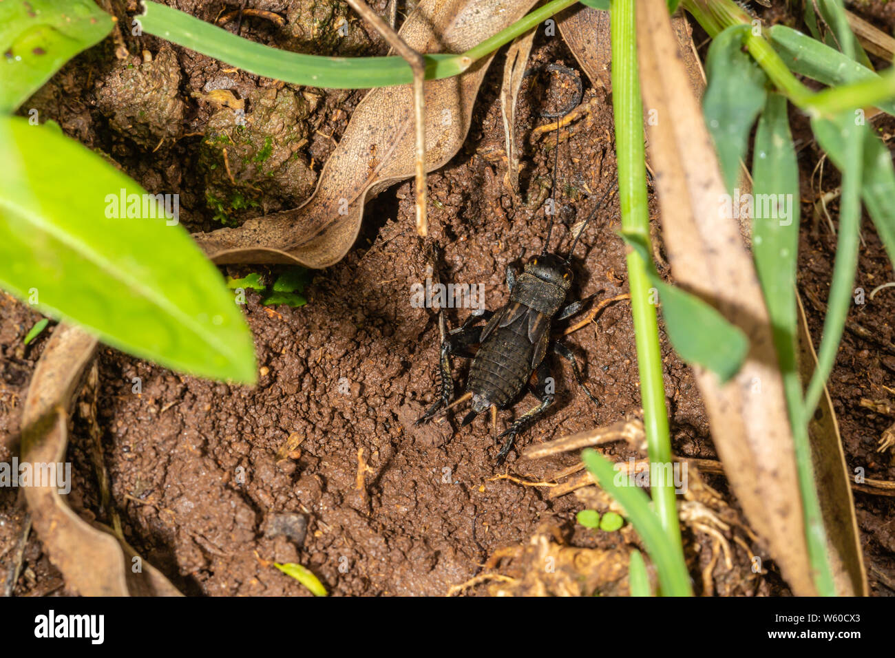 Campo africano cricket (Gryllus bimaculatus) da sopra, prese a Nanyuki, Kenya. Foto Stock