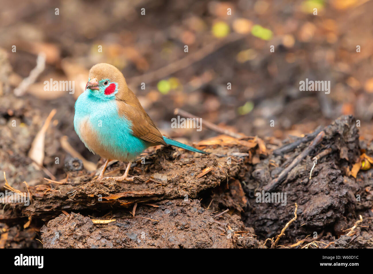 Rosso-cheeked cordon-bleu bird (Uraeginthus bengalus) pirched su terra nel profilo, Nanyuki, Kenya. Foto Stock