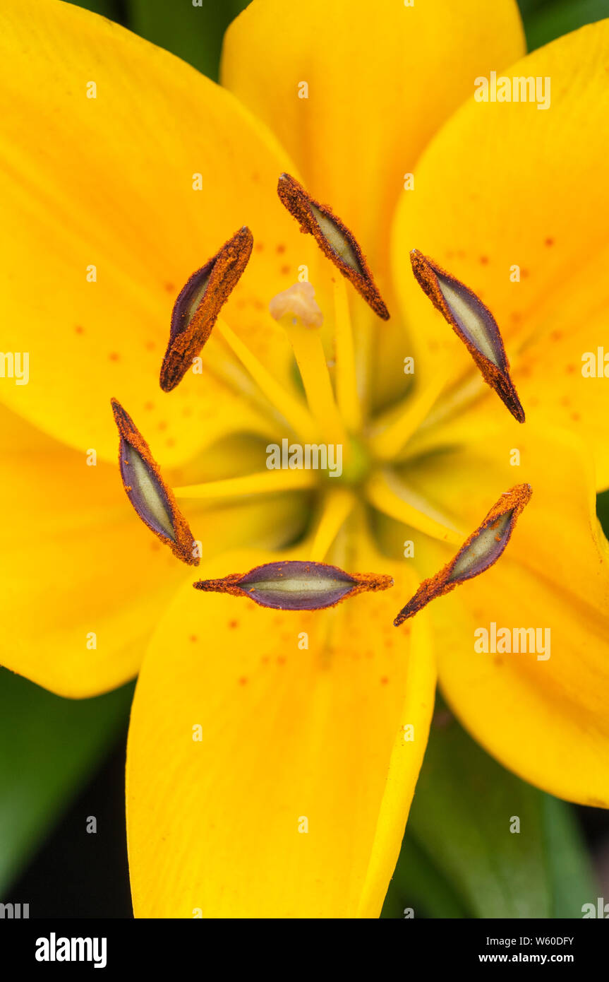 Giglio asiatico Sun Ray che mostra lo stigma e stame in stretta fino a 1a) sub-divisione giglio con rivolte verso l'alto fiori Foto Stock