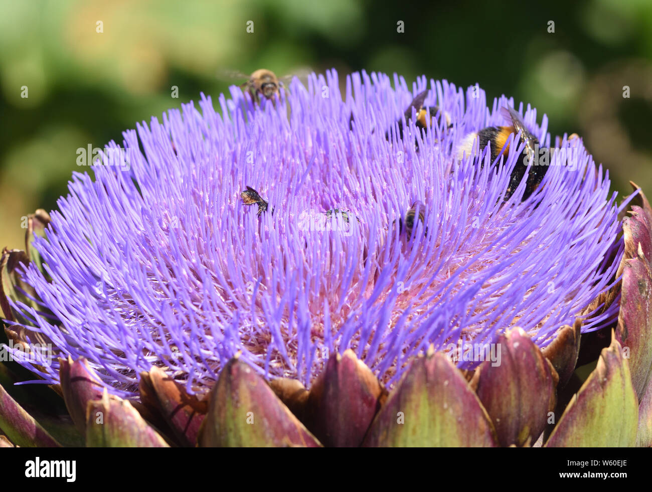 Una varietà di insetti compreso il miele api (Apis mellifera), un buff tailed bumblebee (Bombus terrestris), coleotteri, solitaria api e vespe solitarie sono Foto Stock