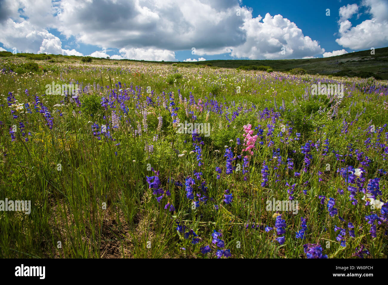 Alta montagna fiori selvatici nel sud dello Utah. Foto Stock