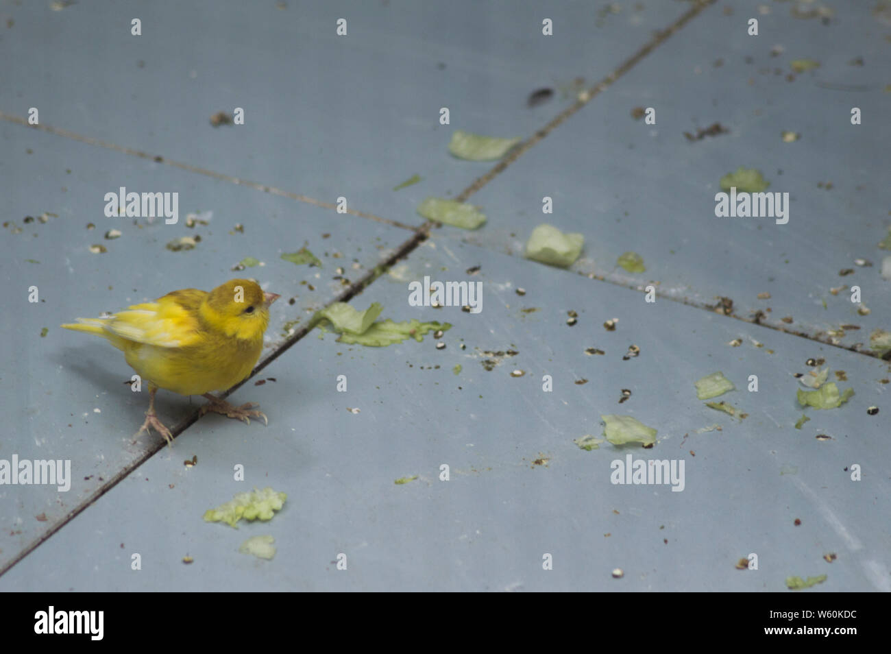 Piccolo uccello giallo sul pavimento Foto Stock