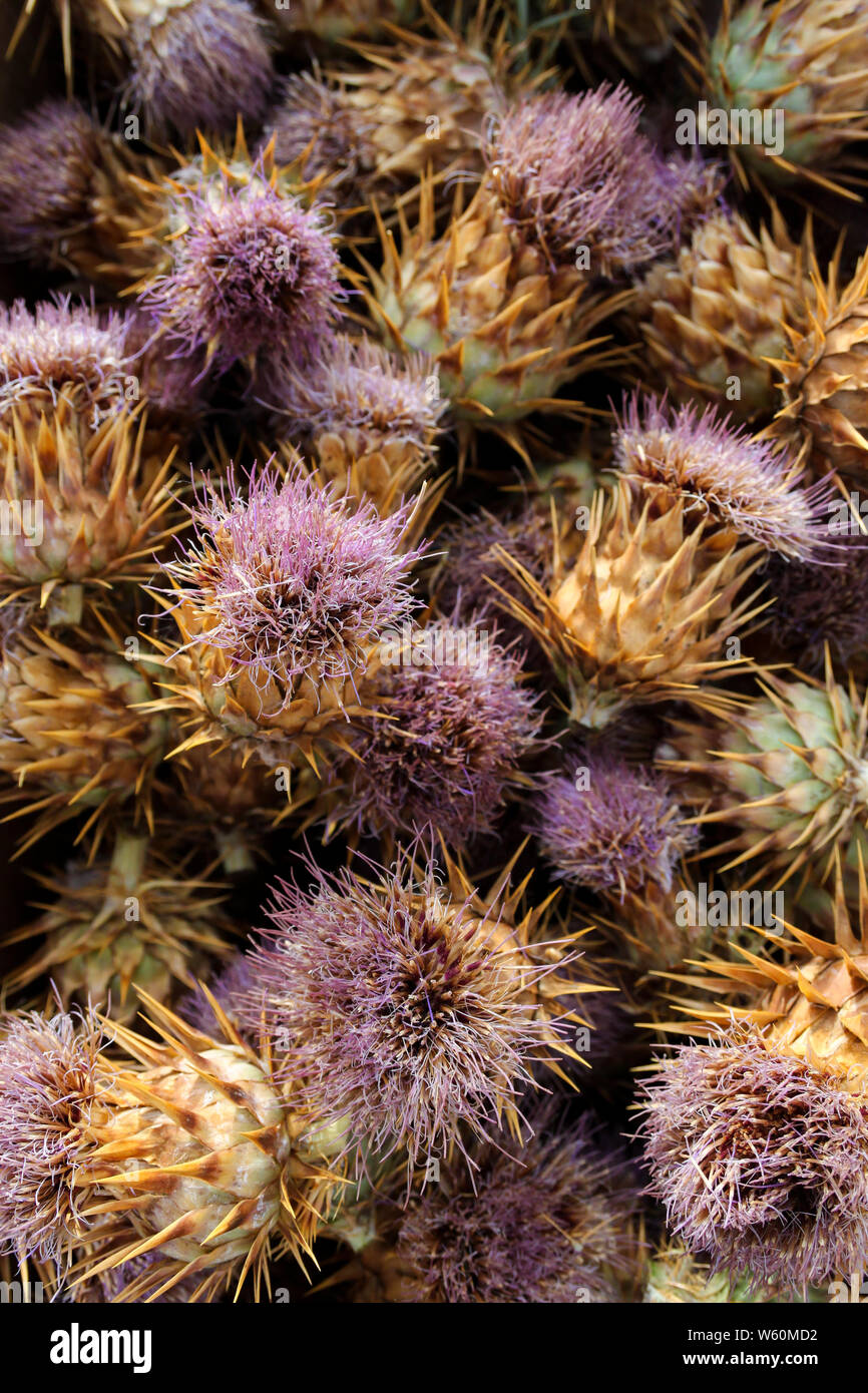 Fiori di cardo Foto Stock