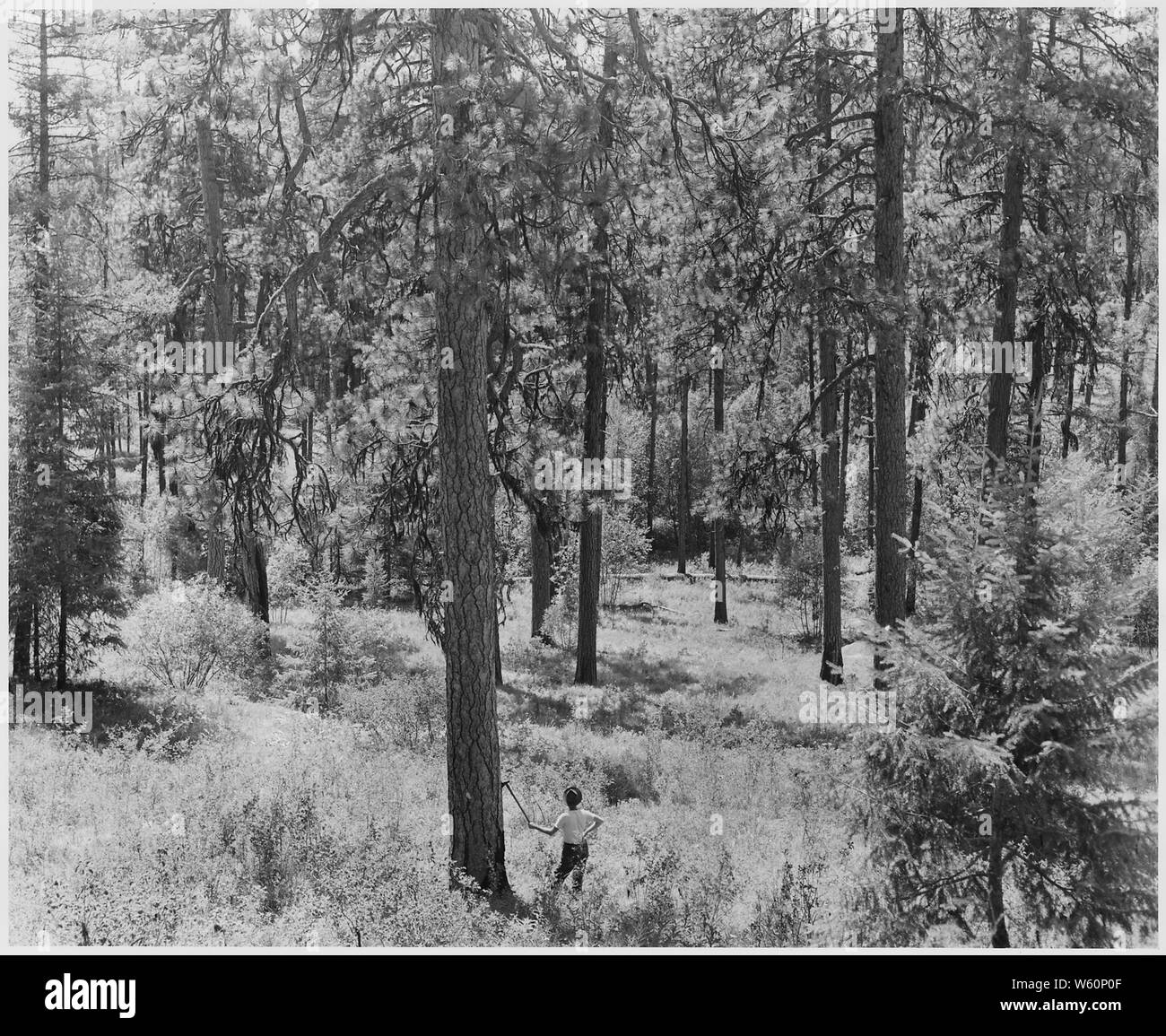 Inglese: Aspetto di Omak Lago Ridge prima della registrazione. Edward J. Whalen, Forester, era la marcatura di legname per la registrazione selettiva sull'unità Kartar durante l'estate. L'ultimo wildfire aveva bruciato nel mese di agosto 1920. Come è qui evidente, la riproduzione degli associati di abete Douglas stava diventando predominante sotto la coppia over-story Ponderosa Pine.; la portata e il contenuto fotografico le relazioni compilate da Harold Weaver illustrano la gestione delle foreste su prenotazione indiana foreste di Washington e Oregon, principalmente su Colville dove Weaver stato Foresta supervisore prima di diventare Guardia Forestale Regionale nel 1960. Ci sono Foto Stock