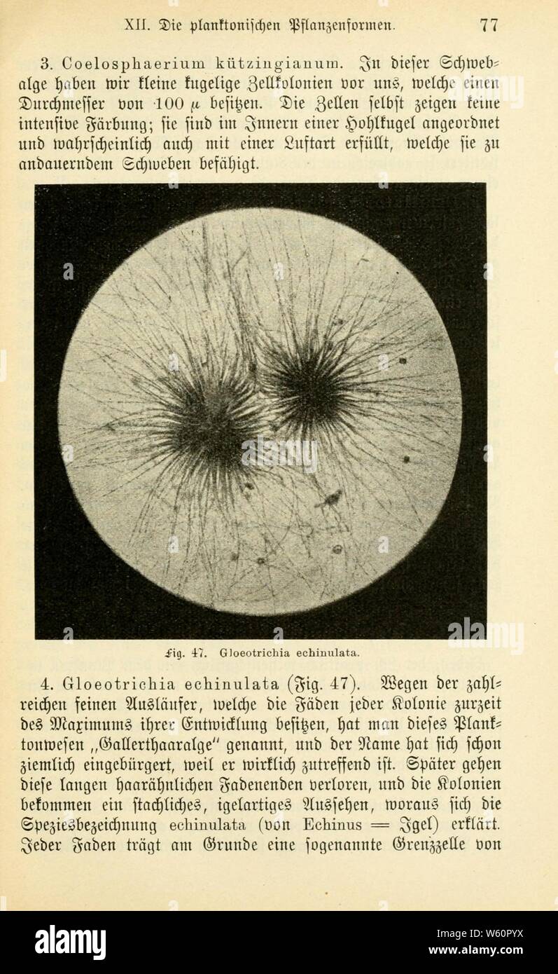 Das süsswasser-plancton (pagina 77) Foto Stock