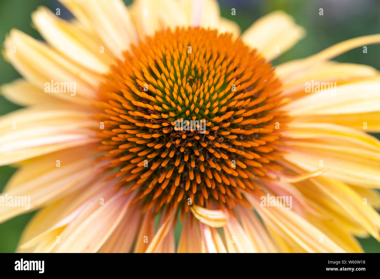 Un Echinacea Sombrero giallo sabbia (ibrido Coneflower giallo) fioritura in Bassa Austria nel mese di luglio Foto Stock