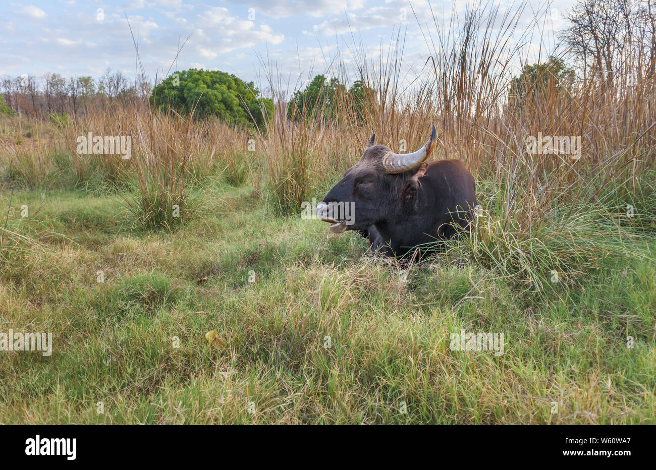 Gaur (Bos gaurus, Indian bison), il più grande bovino selvatico, specie Satpura riserva della tigre (Satpura Parco Nazionale), Madhya Pradesh, India centrale Foto Stock