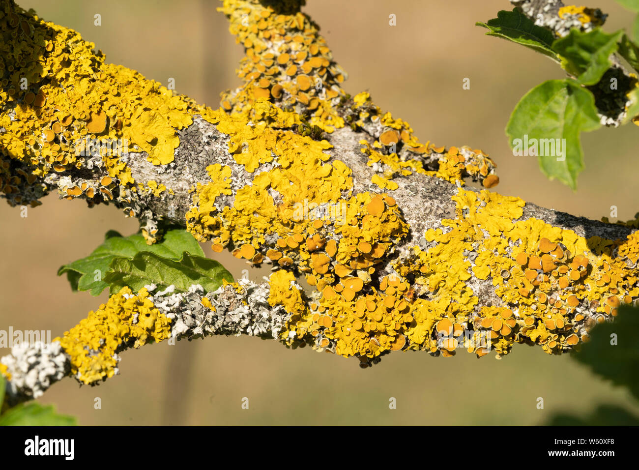 Un primo piano di ripresa macro di Xanthoria parietina (noto anche come comune lichene arancione, giallo scala, maritime sunburst lichen e shore lichen) Foto Stock
