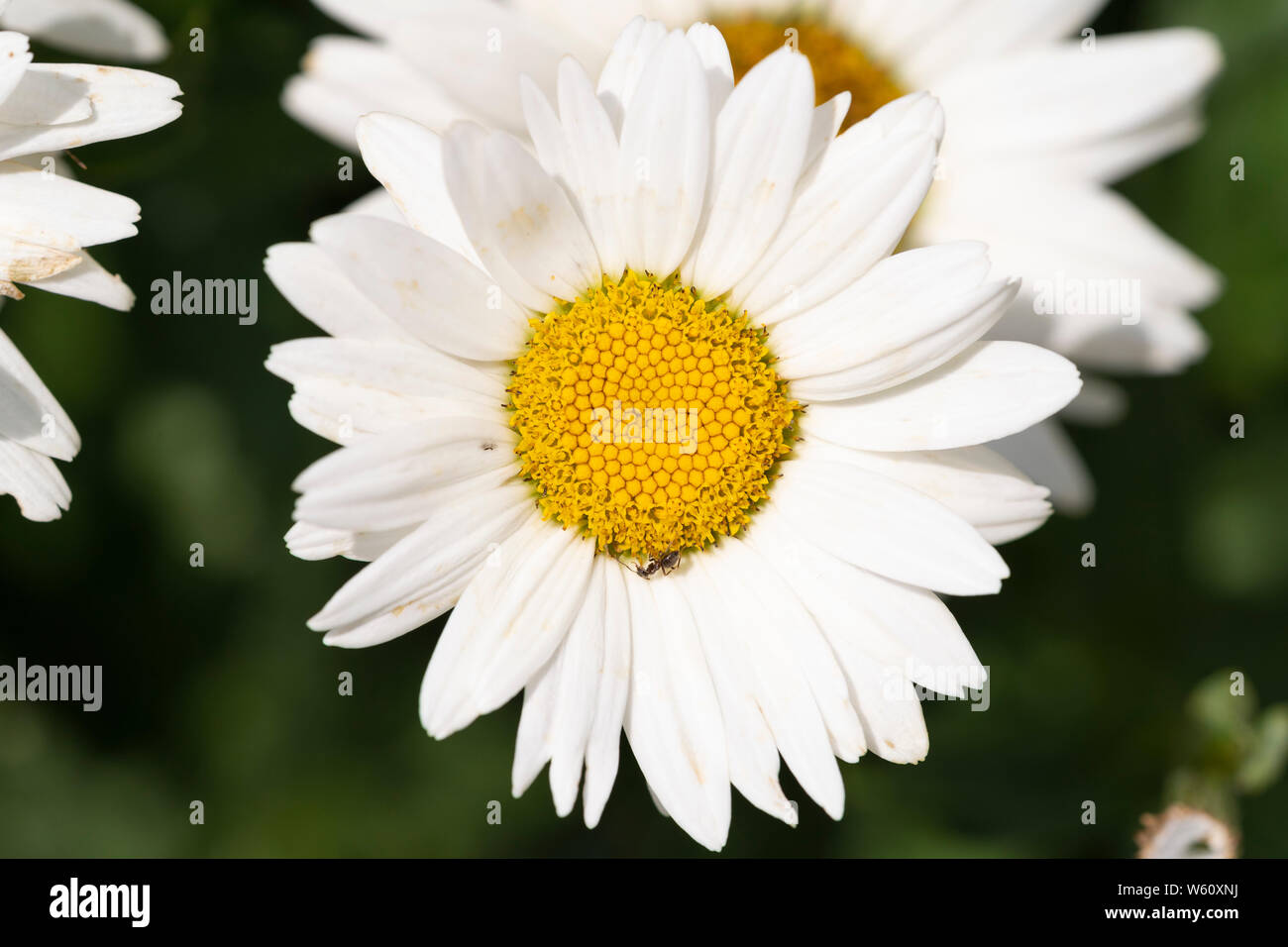 Becky margherite shasta (noto come x Leucanthemum superbum, Chrysanthemum x superbum, o crisantemo massimo), fioritura in Austria Inferiore Foto Stock