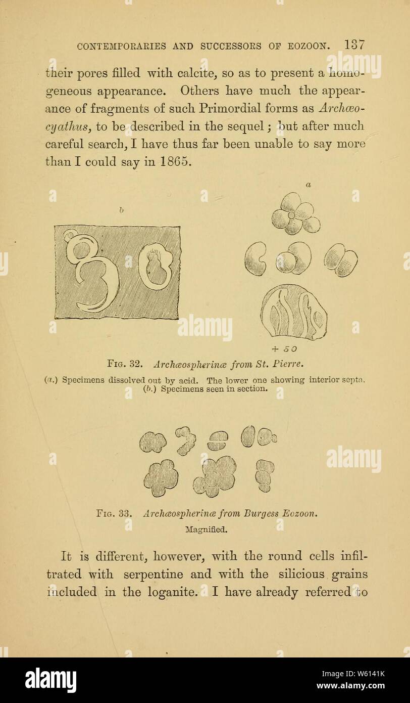 Aurora di vita (pagina 137, Fig. 32-33) Foto Stock