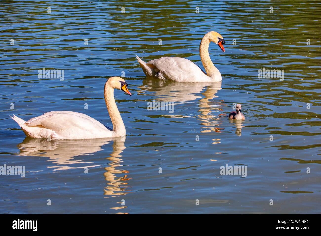Coppia di cigni bianchi e un po' di nuoto cygnet sul lago Foto Stock