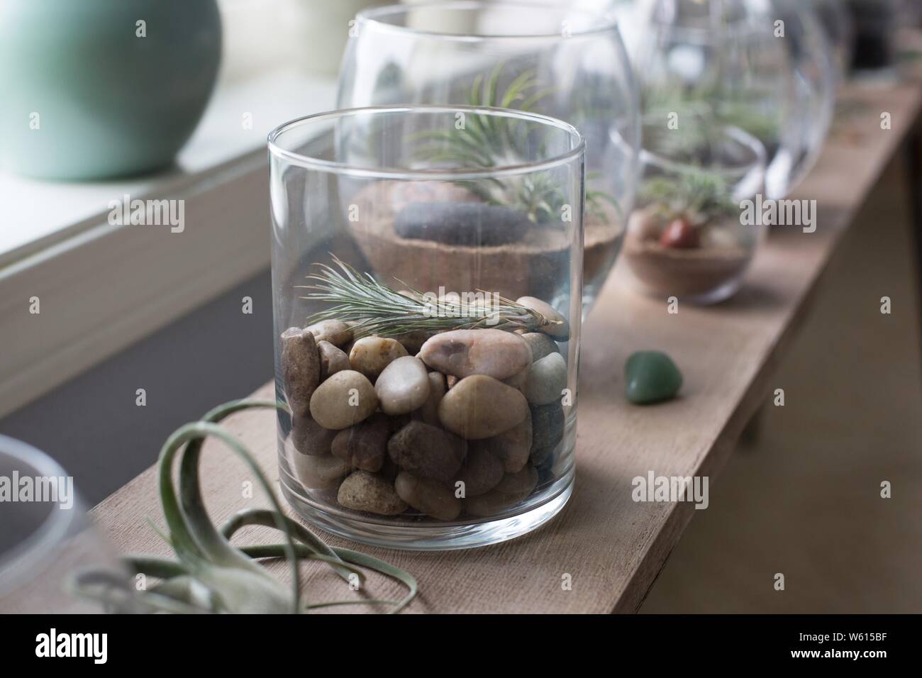 Tillandsia impianti di aria in recipienti di vetro. Foto Stock