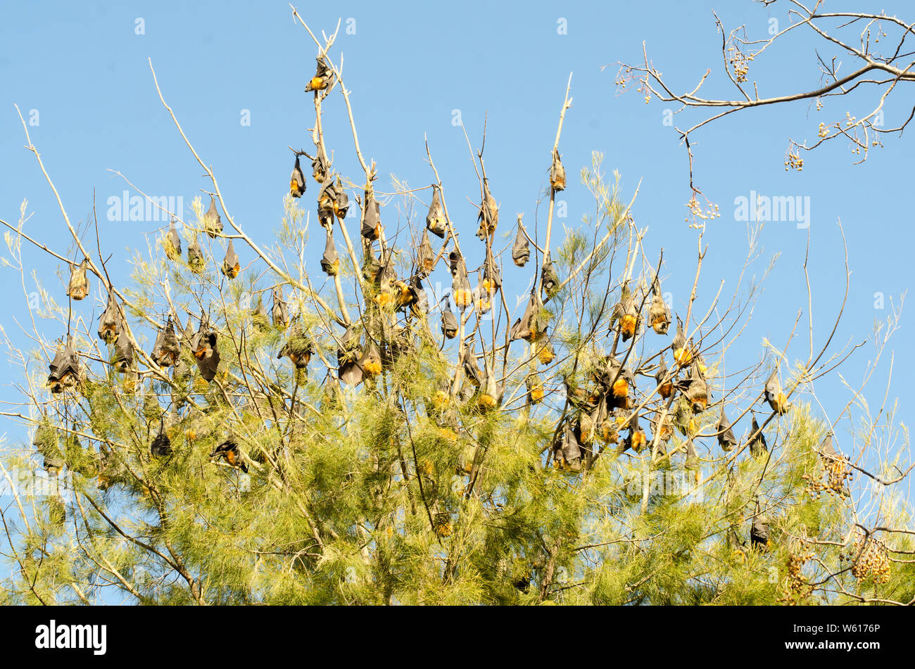 Testa Grigia volpi volanti, Pteropus poliocephalus, sono ' appollaiati in un albero di pino sulla buccia banca di fiume Tamworth Australia. Foto Stock
