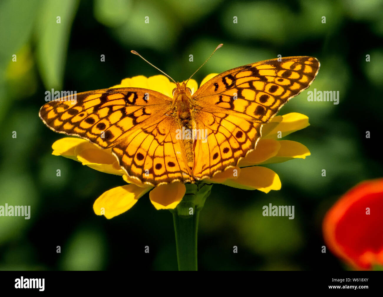 Giallo su giallo Foto Stock