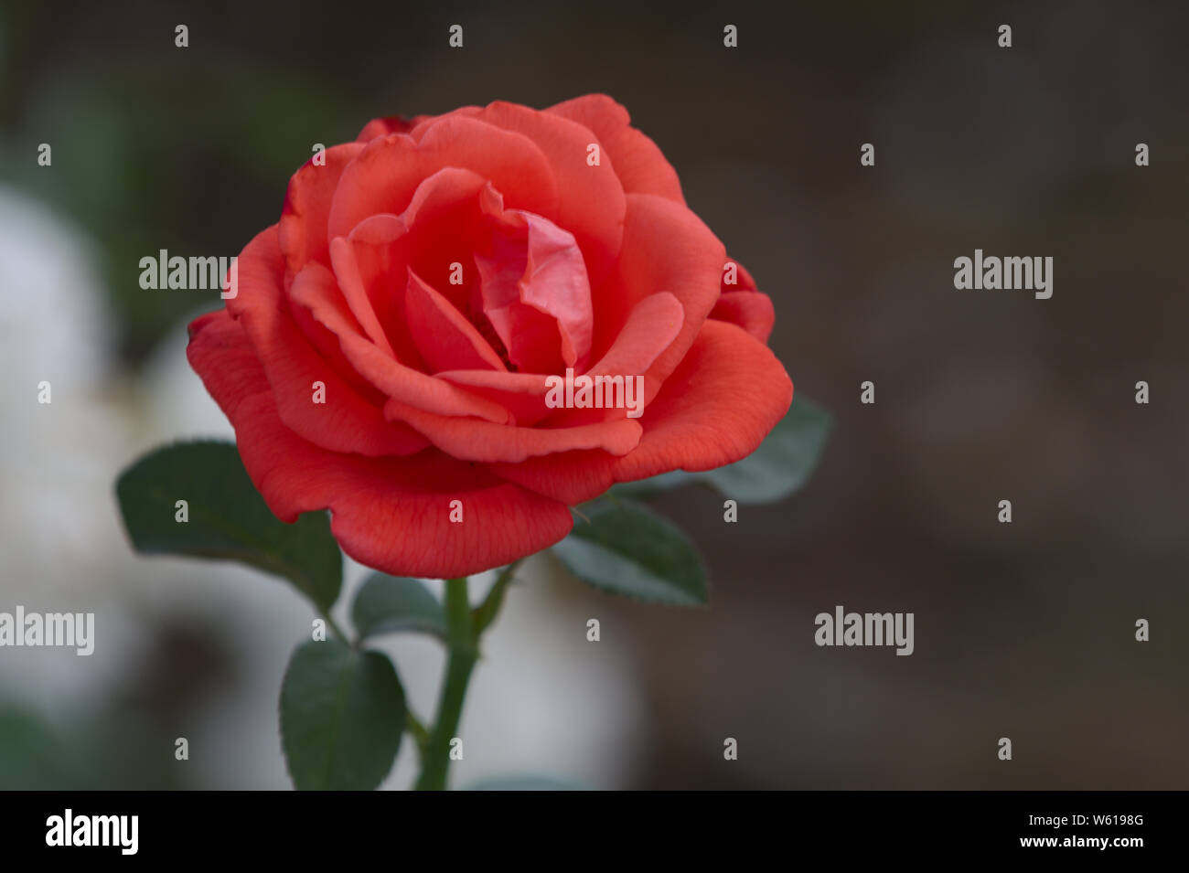 Primo piano della pesca Hybrid Tea Rose Foto Stock