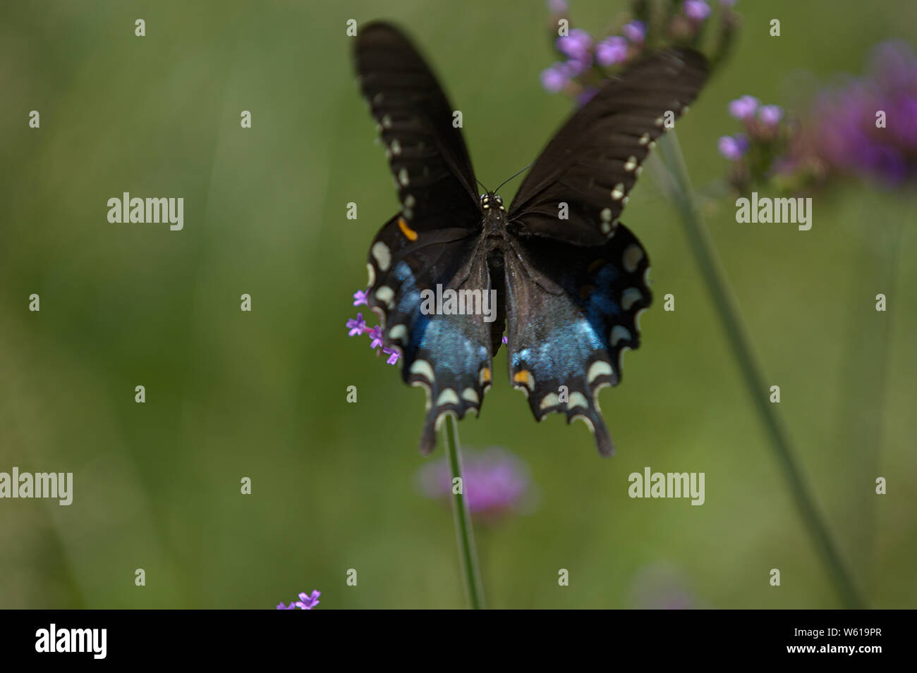 Nero a coda di rondine in volo su fiori di lavanda Foto Stock