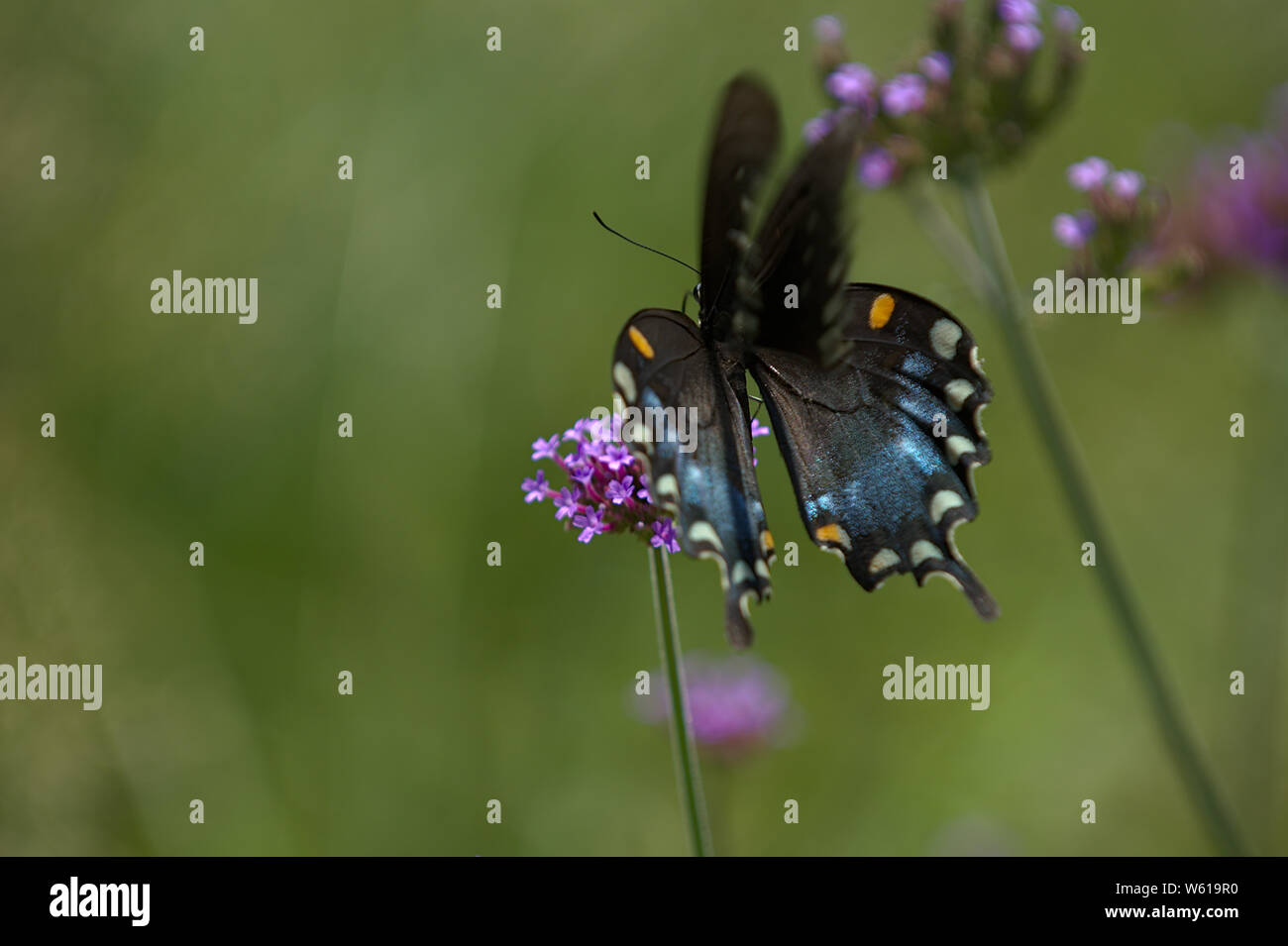 Nero a coda di rondine in volo su fiori di lavanda Foto Stock