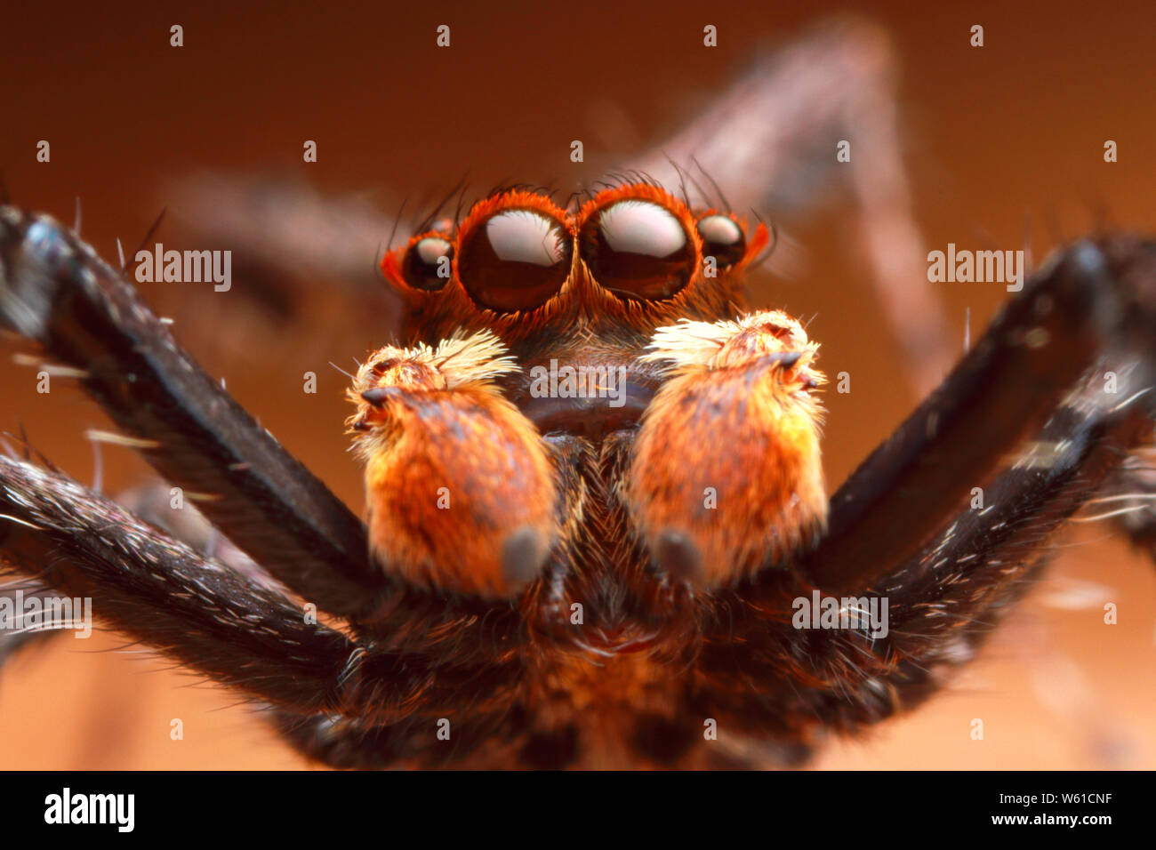 Vista frontale ingrandita estreme jumping spider la testa e gli occhi con Orange foglia sfondo Foto Stock