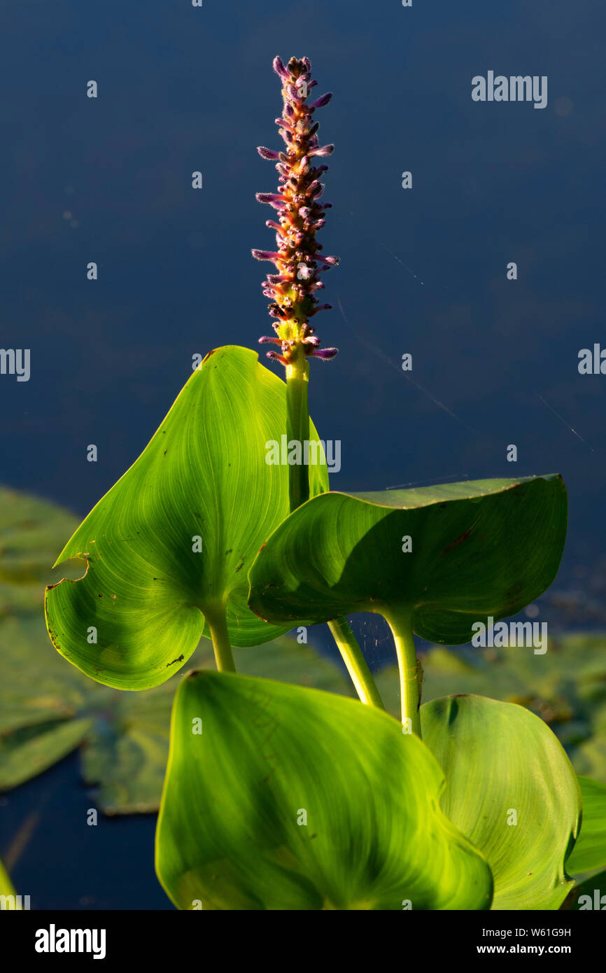 Pickerelweed (Pontederia cordata) lungo il laghetto di Hannover sentiero lineare, Dossin Beach Park, Meriden, Connecticut Foto Stock