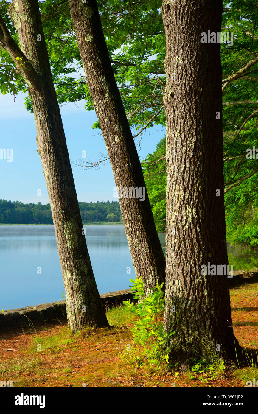Walker Pond, pozzi del parco statale, Massachusetts Foto Stock