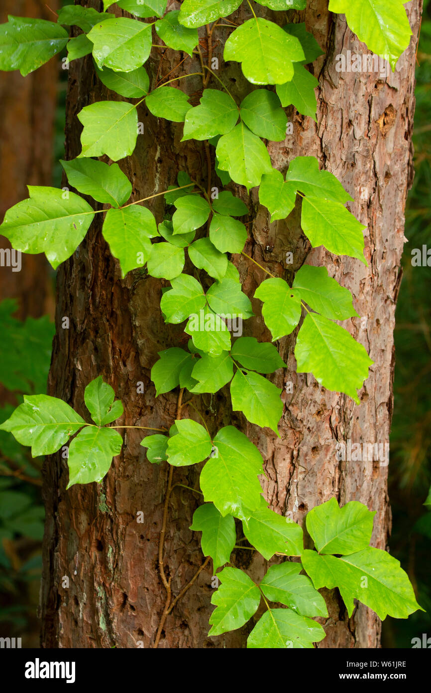 Poison Ivy, pozzi del parco statale, Massachusetts Foto Stock