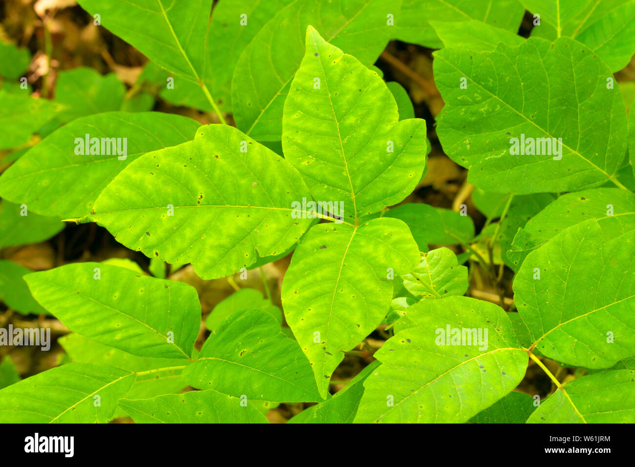 Poison Ivy, pozzi del parco statale, Massachusetts Foto Stock
