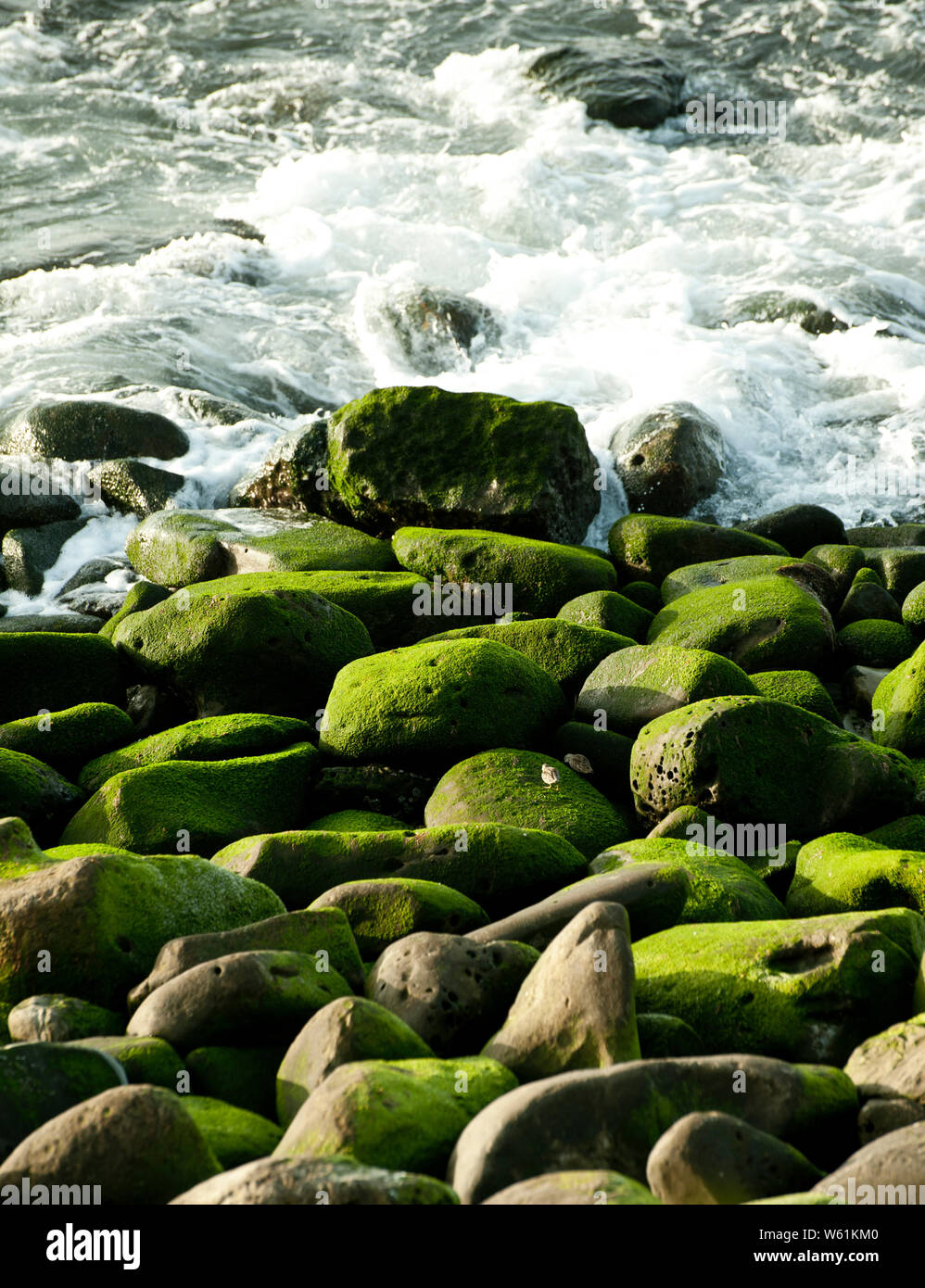 Verde muschio sulle pietre nell'Oceano Pacifico Foto Stock