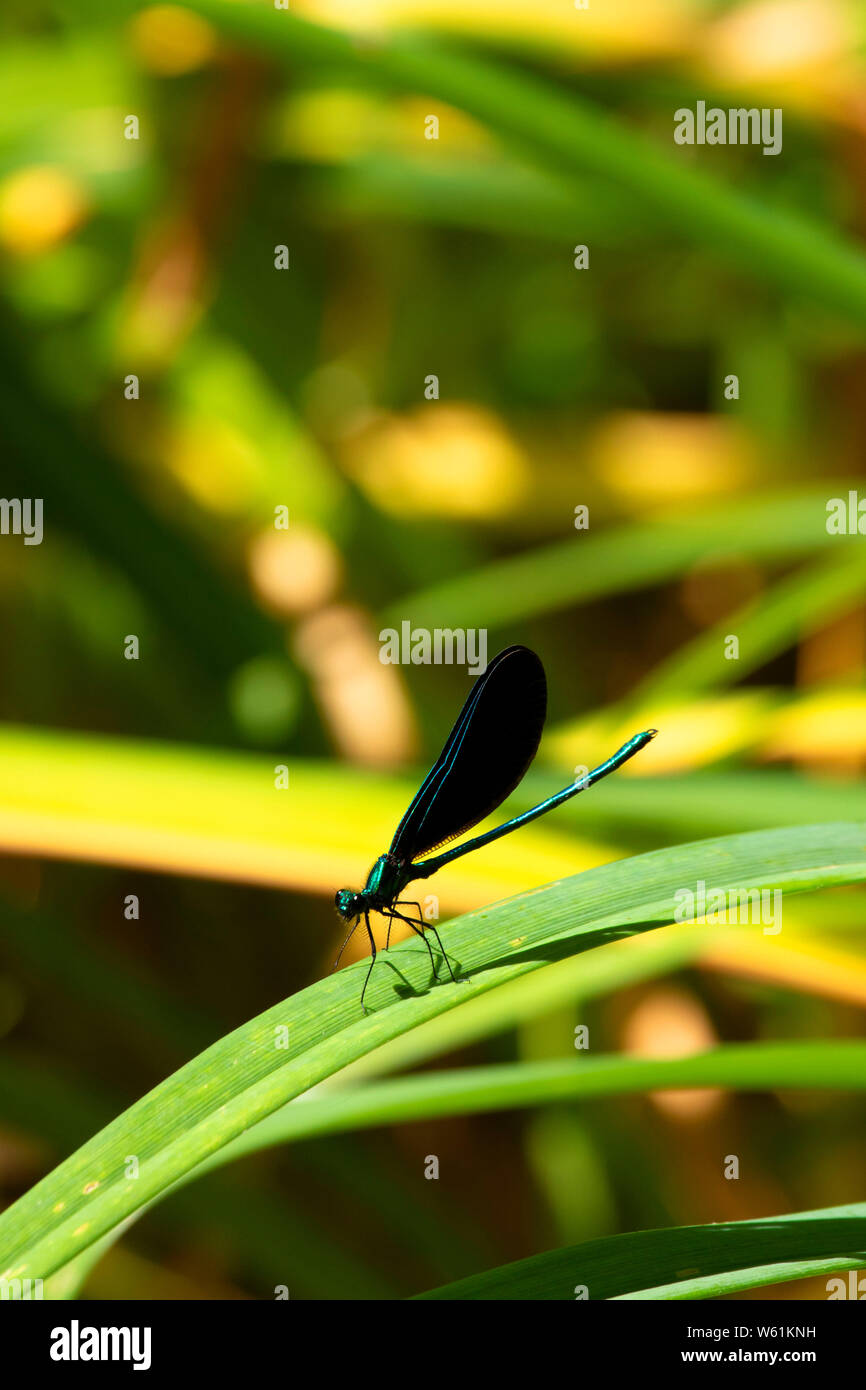 Damselfly, pozzi del parco statale, Massachusetts Foto Stock