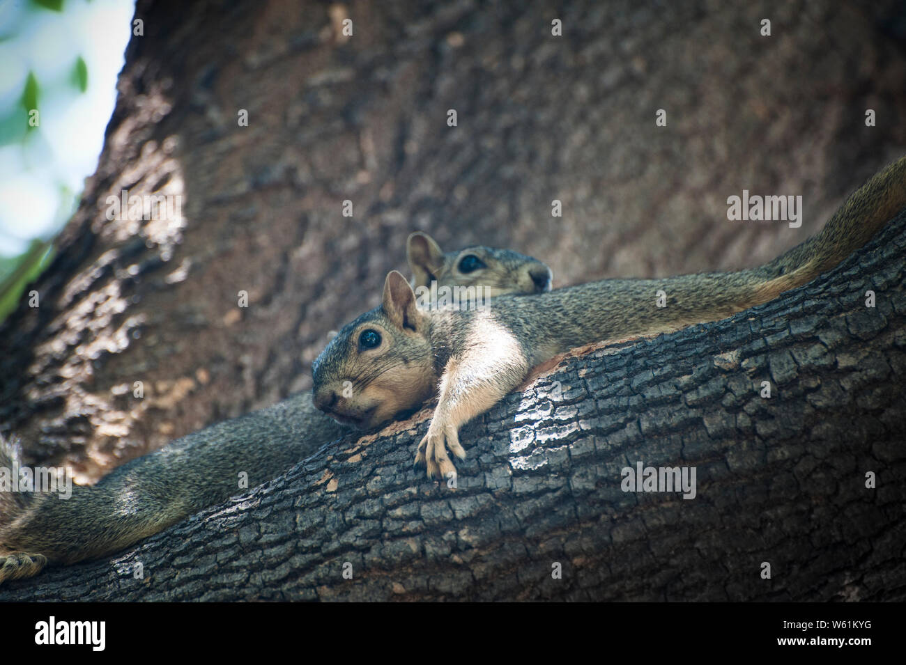 Due scoiattoli coccolare su un ramo di albero Foto Stock