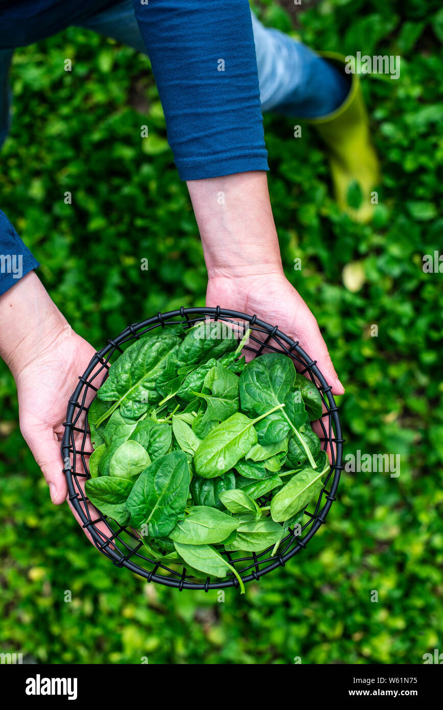 Donna picking gli spinaci in azienda agricola biologica. Bio alimento vegetale concetto. Home garden. Foto Stock