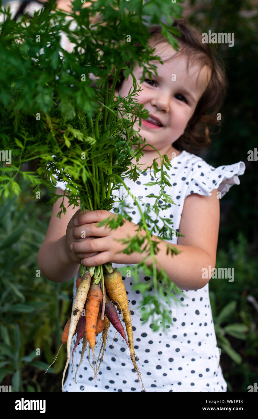 Le carote da piccola azienda agricola biologica. Kid agricoltore tenere multi carote colorate in un giardino. Concetto di agricoltura bio. Foto Stock