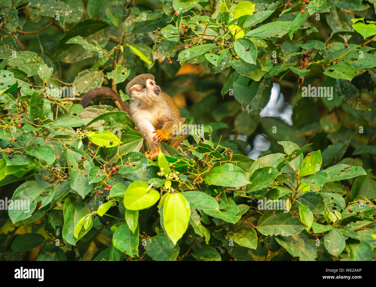 Una Scimmia di scoiattolo (Saimiri) mangiando frutti di bosco, Yasuni National Park, Ecuador. Essi si trovano nella foresta amazzonica e la giungla dell'America centrale. Foto Stock