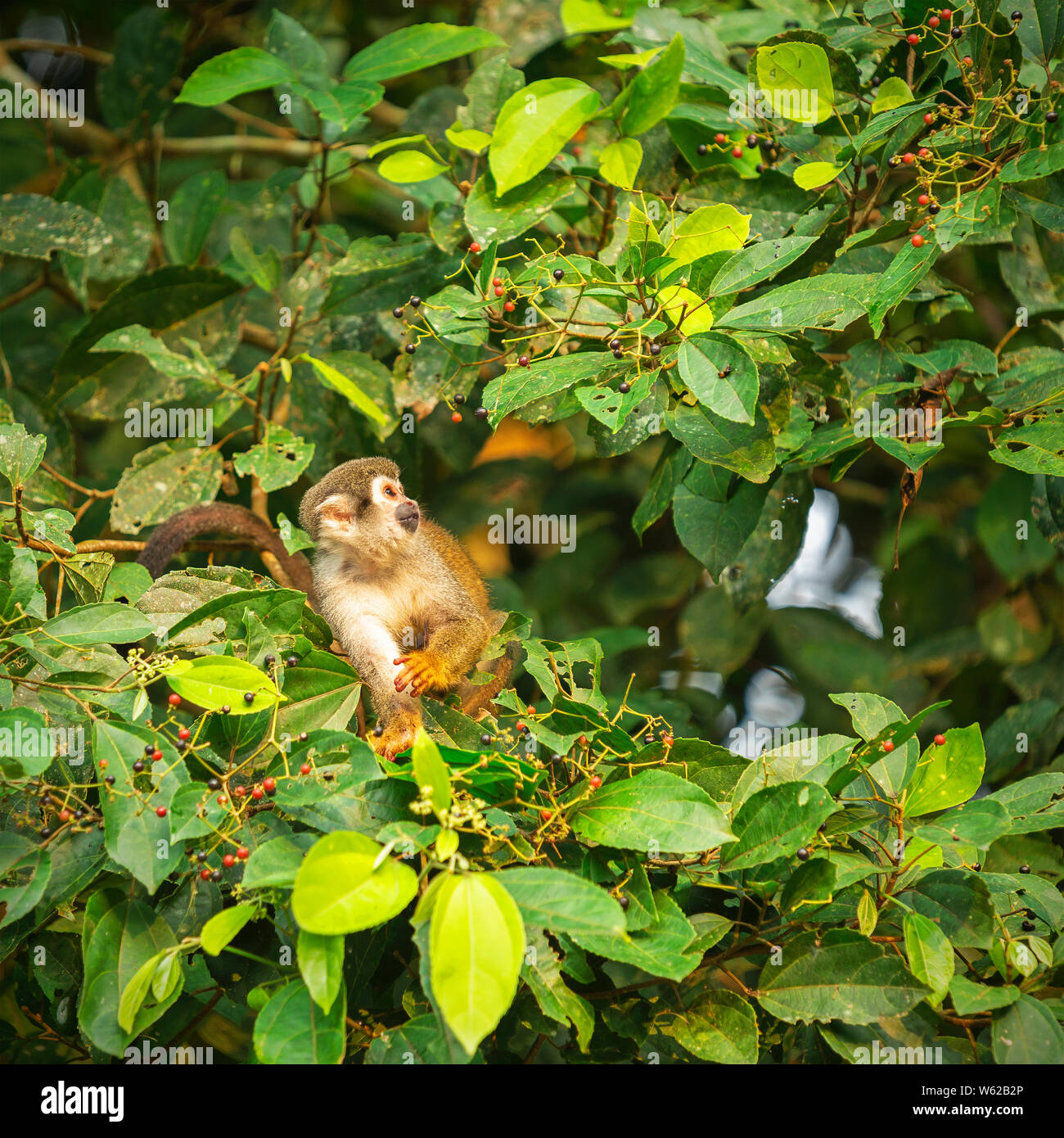 Un simpatico Scimmia di scoiattolo (Saimiri) mangiare frutti di bosco freschi in tropicale della foresta pluviale amazzonica, Yasuni National Park, Ecuador, Sud America. Foto Stock