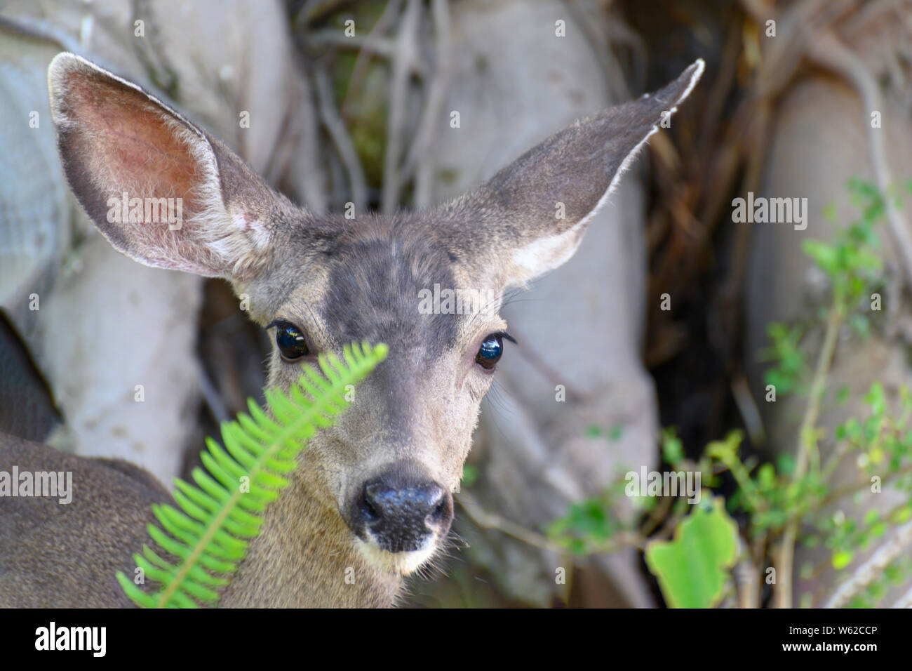 CLoseup ritratto femminile di Mule Deer (Odocoileus hemionus) che spuntavano da vegetazione, , guardando la fotocamera, così chiamato per le sue orecchie, che sono grandi come Foto Stock