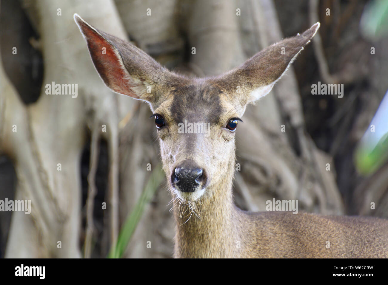 CLoseup ritratto femminile di Mule Deer (Odocoileus hemionus), guardando alla fotocamera, così chiamato per le sue orecchie, che sono grandi come quelli del mulo. Foto Stock