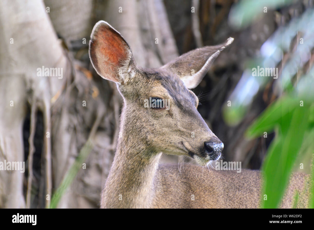 CLoseup ritratto femminile di Mule Deer (Odocoileus hemionus), guardando al lato, così chiamato per le sue orecchie, che sono grandi come quelli del mulo. Foto Stock