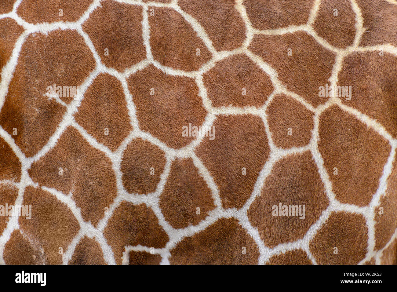 Primo piano di una giraffa di vivere la pelliccia di pelle Foto Stock