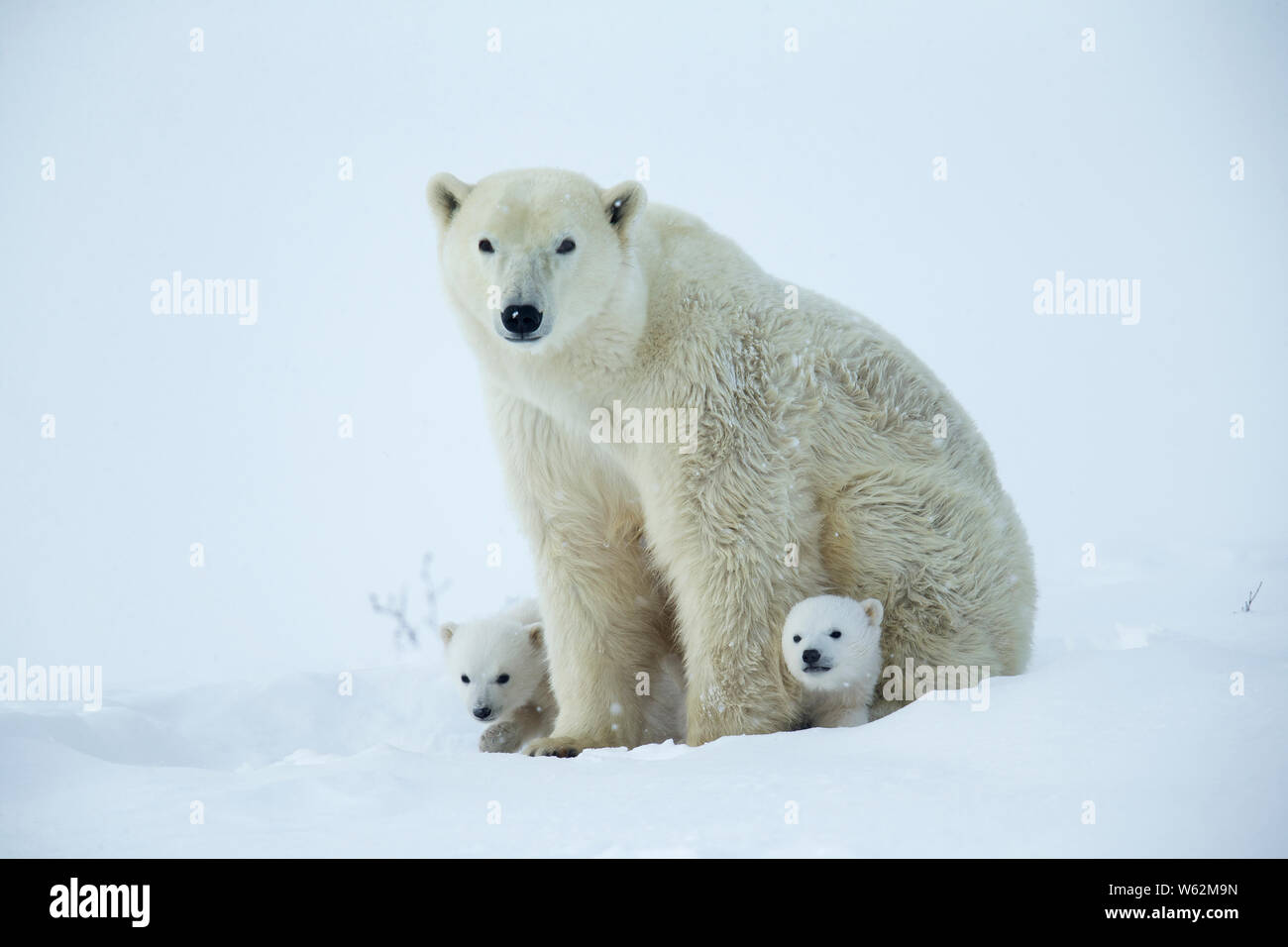 Orso polare e la sua scia cubs dalla loro den in primavera Foto Stock