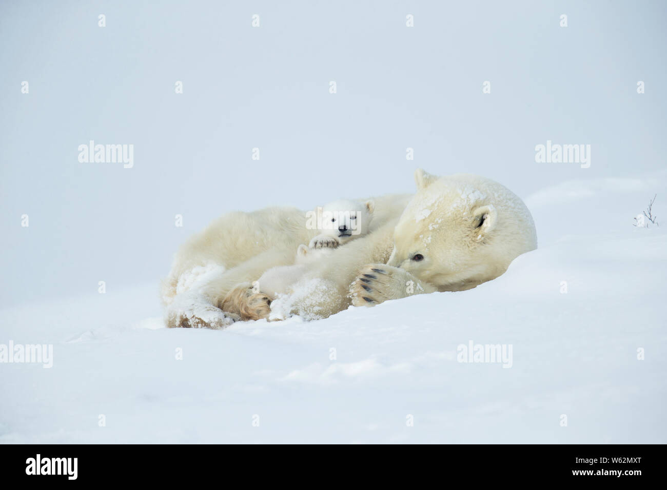 Orso polare e la sua scia cubs dalla loro den in primavera Foto Stock