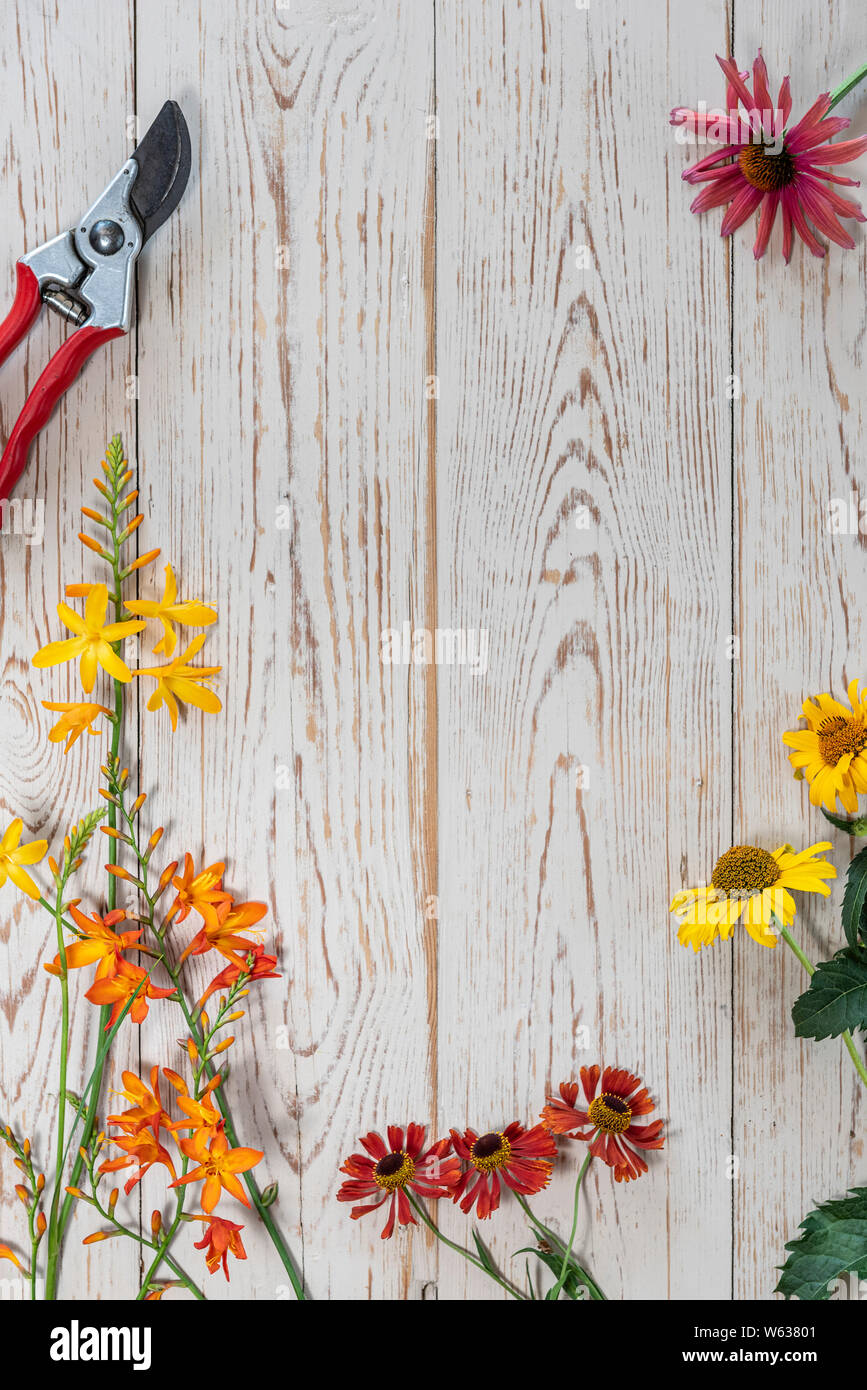 Fiori d'estate prevista su di un tavolo di legno, con copia spazio e attrezzi da giardino. Foto Stock