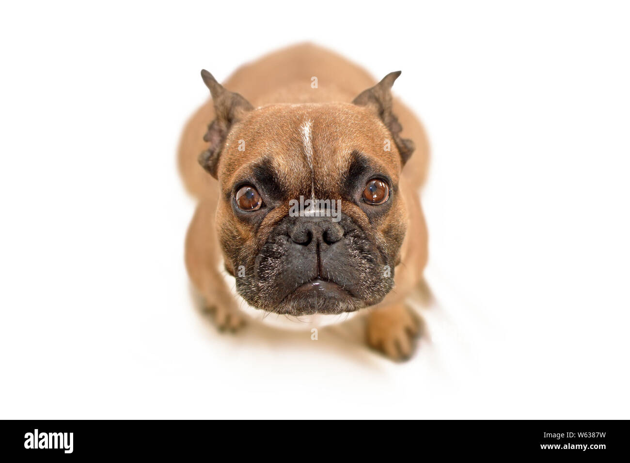 Adorabili accattonaggio brown bulldog francese cane con grandi occhi guardando il fotocamera, isolati su sfondo bianco Foto Stock