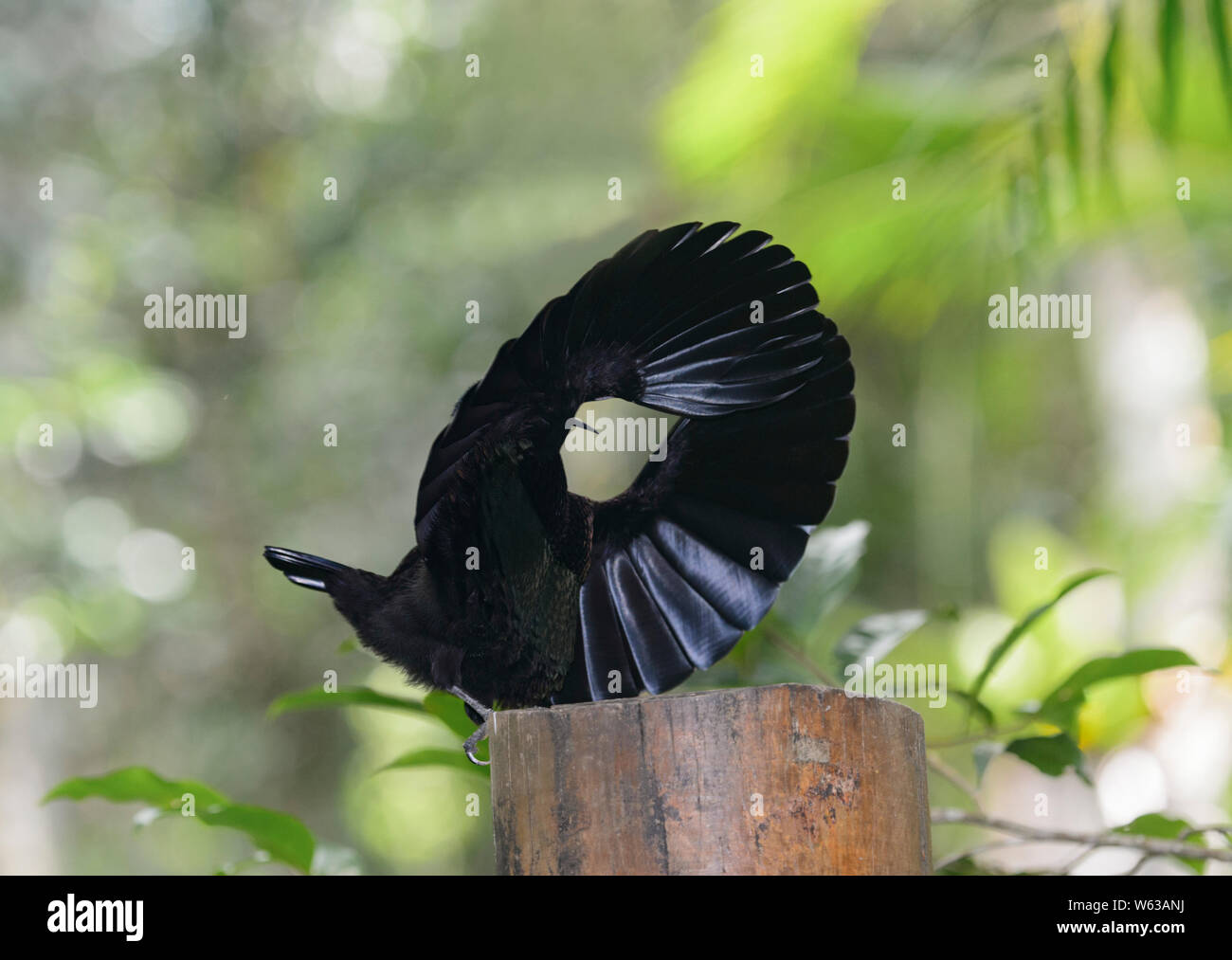 Maschio della Victoria Riflebird (Ptiloris victoriae) display di accoppiamento con le ali aperte in una forma di ruota sulla parte superiore di un pesce persico, altopiano di Atherton, estremo Nord Que Foto Stock